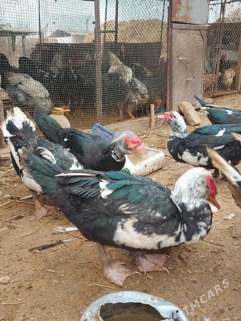 Erkek ordek - Сакар - img 4