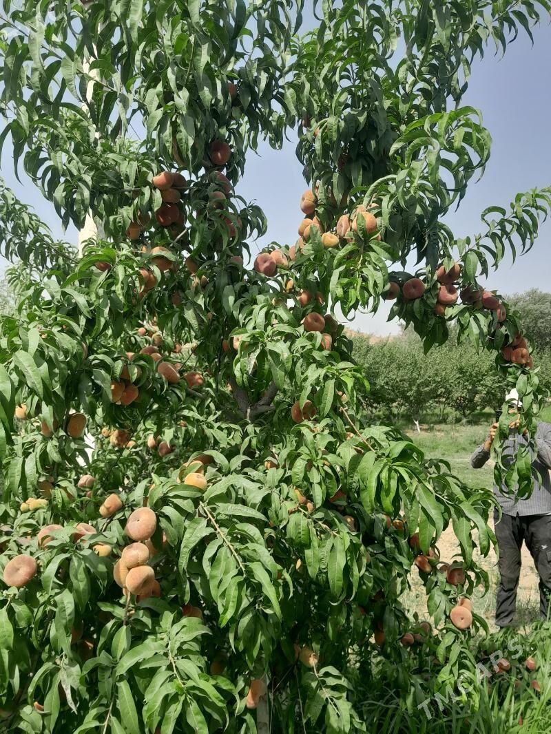 şitil nahal - Arkadag - img 2