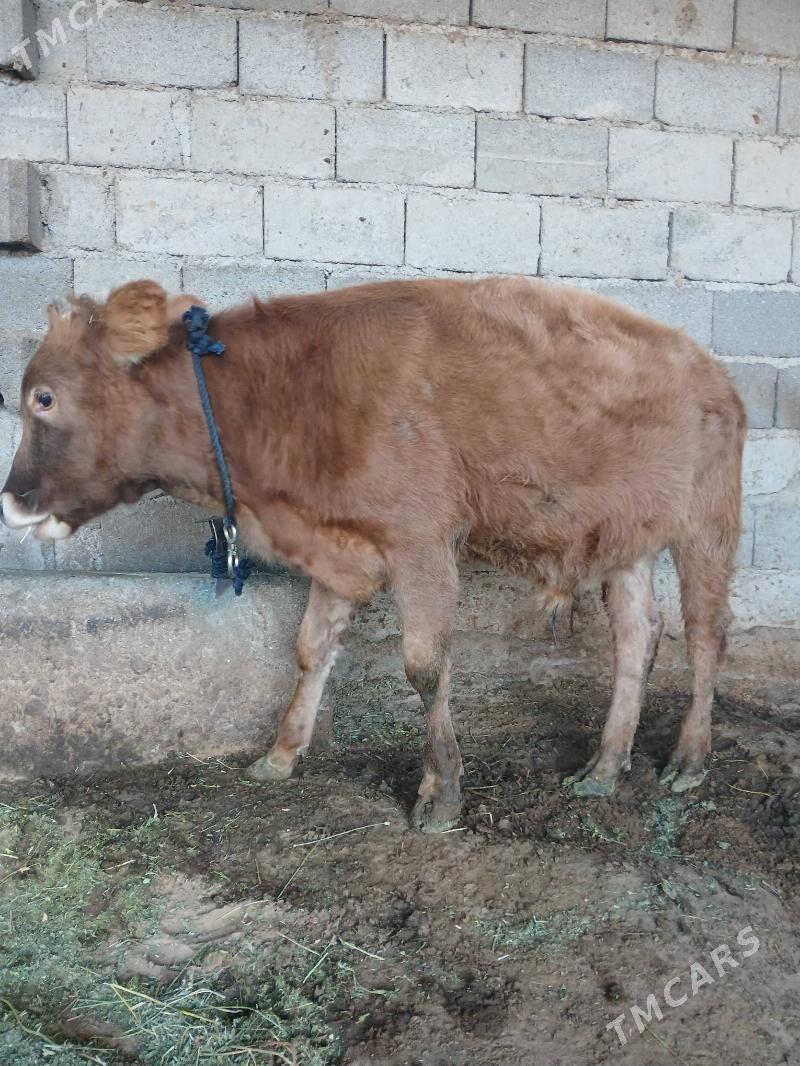 okuz - Aşgabat - img 3