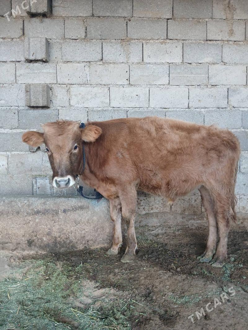 okuz - Aşgabat - img 2