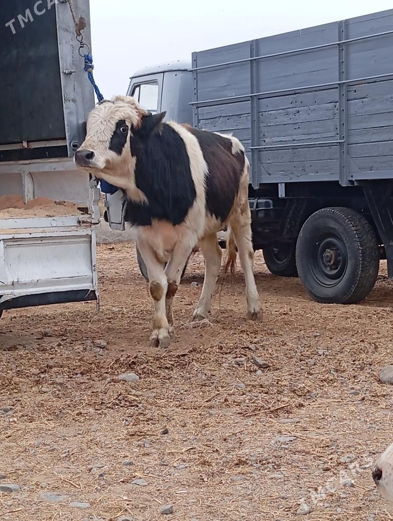 okuz - Хитровка - img 3