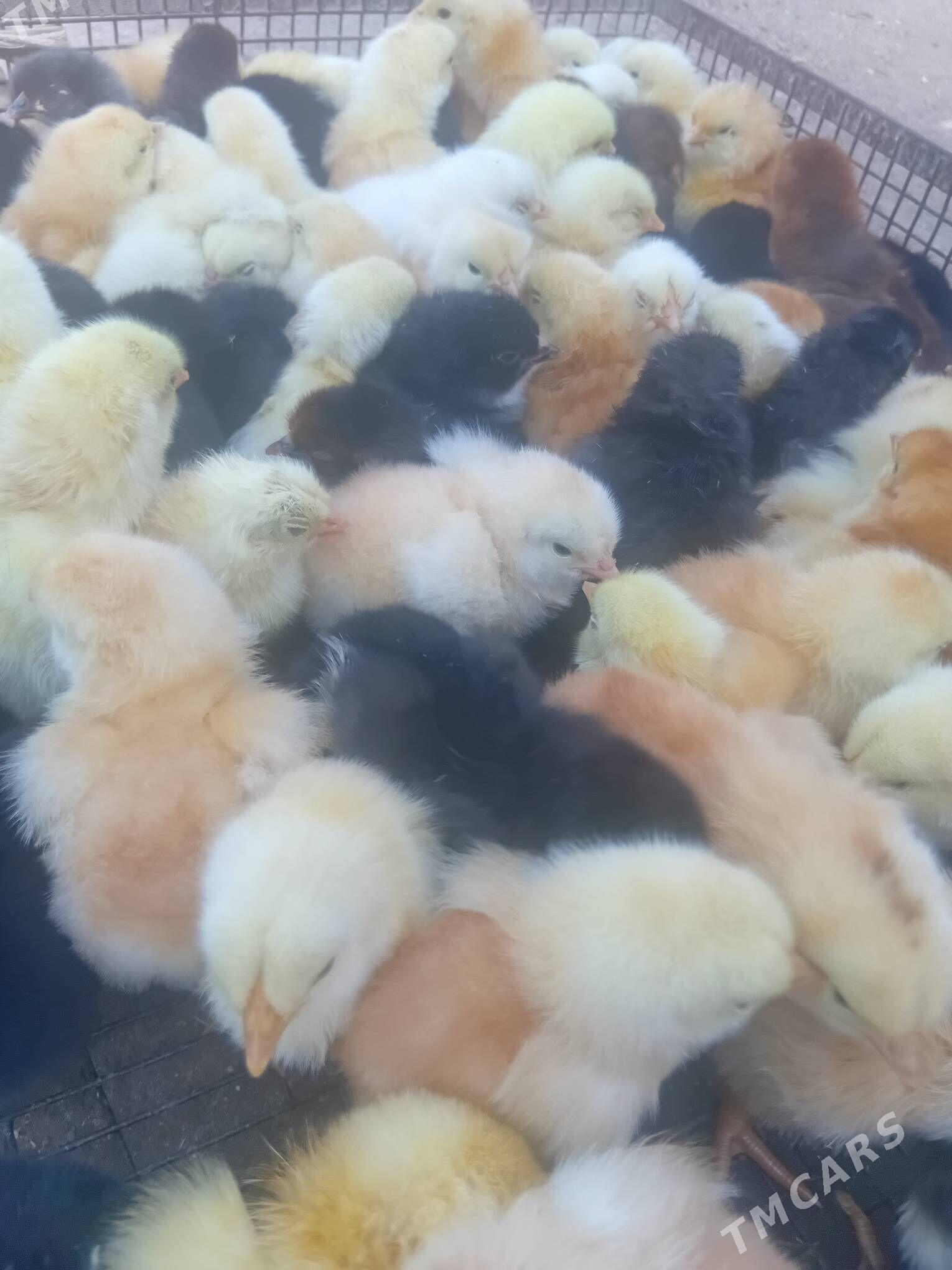 juyje - Дашогуз - img 3