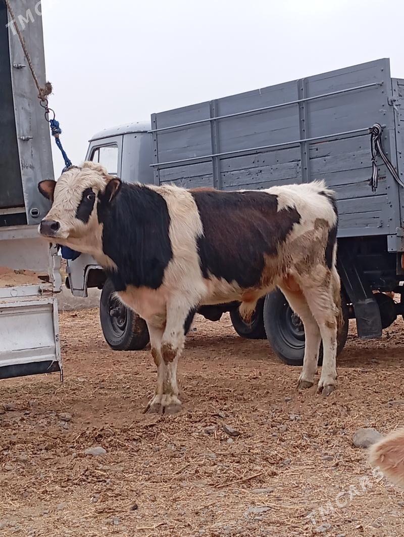 okuz - Хитровка - img 2