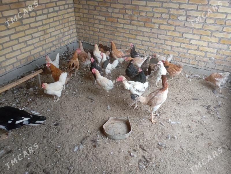 dogotran towuklar - Farap - img 3