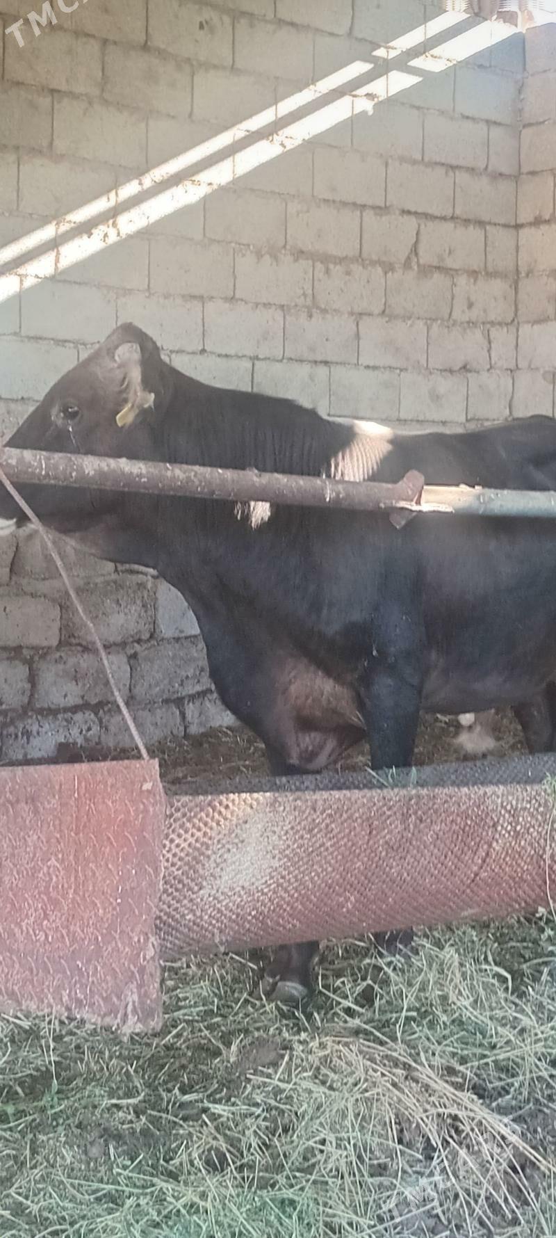 öküz - Анев - img 3