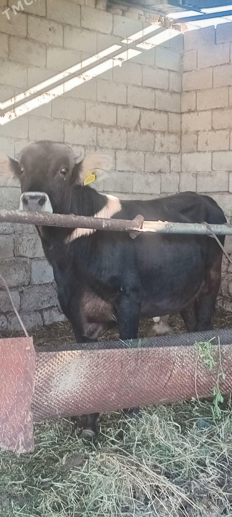 öküz - Анев - img 4