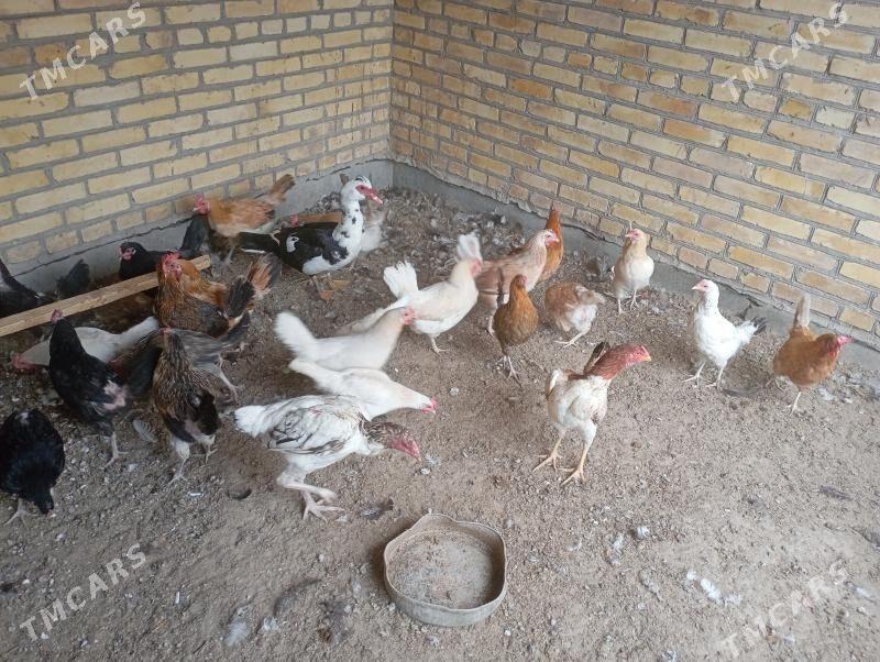 dogotran towuklar - Farap - img 2