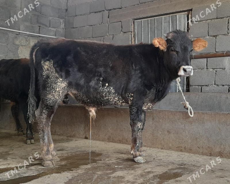 öküz - Бузмеин - img 2