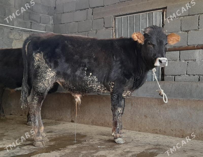 öküz - Бузмеин - img 6