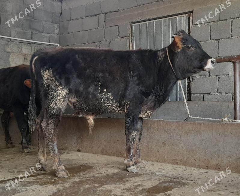 öküz - Бузмеин - img 3