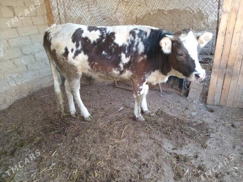 TUWE.  BAKYLAN. - Gökdepe - img 2