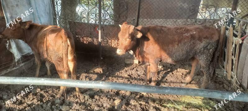 baky gulajyn - Mary - img 3