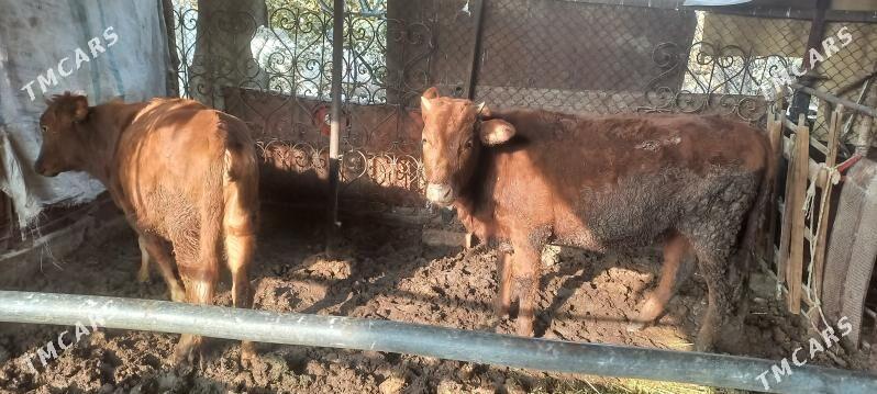 baky gulajyn - Mary - img 2