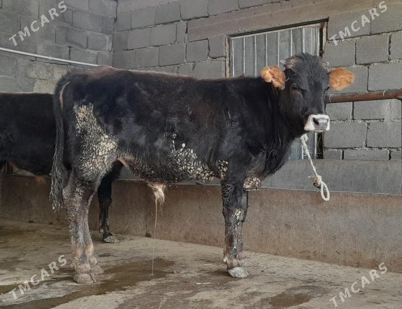 öküz - Бузмеин - img 4