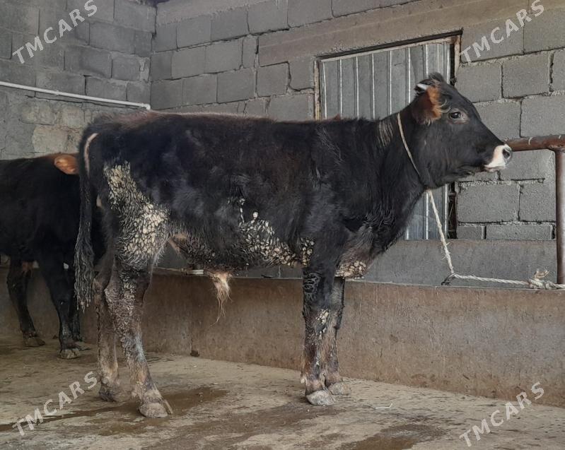 öküz - Бузмеин - img 7