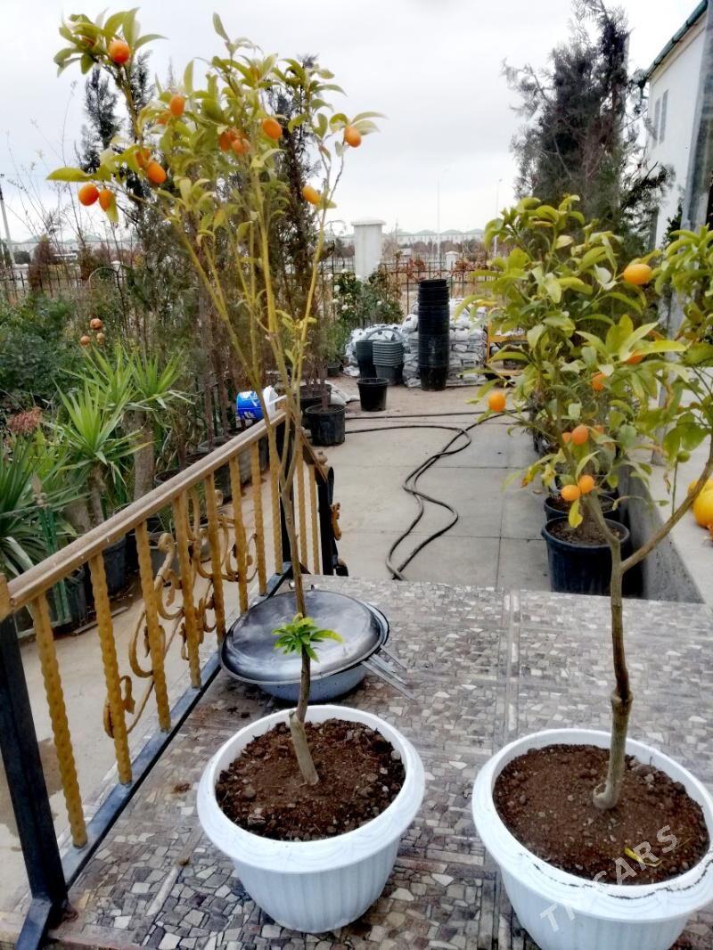 Kumkuat miweli bag - Aşgabat - img 2