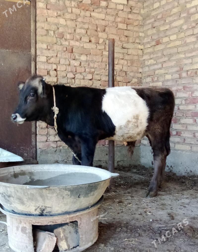 Tohum Öküz Gibrit 9 aýlyk - Gökdepe - img 5