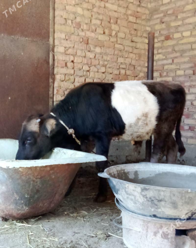 Tohum Öküz Gibrit 9 aýlyk - Gökdepe - img 4