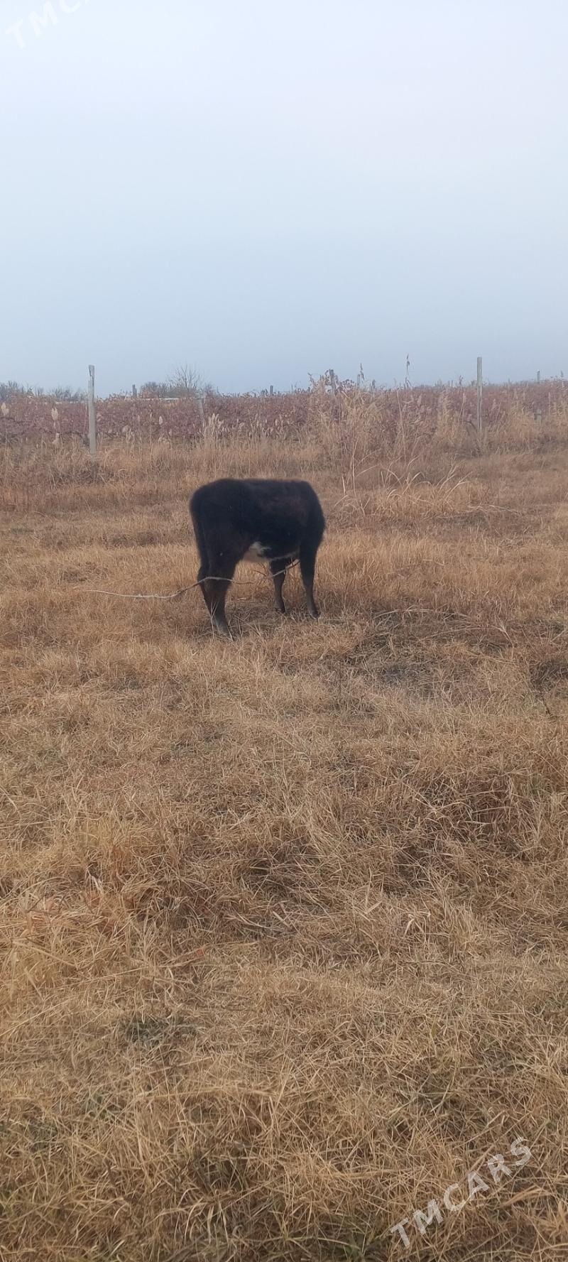 tuwe - Gökdepe - img 2