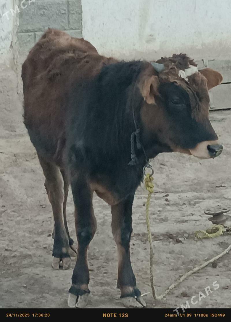 şiwes öküz - Büzmeýin - img 2