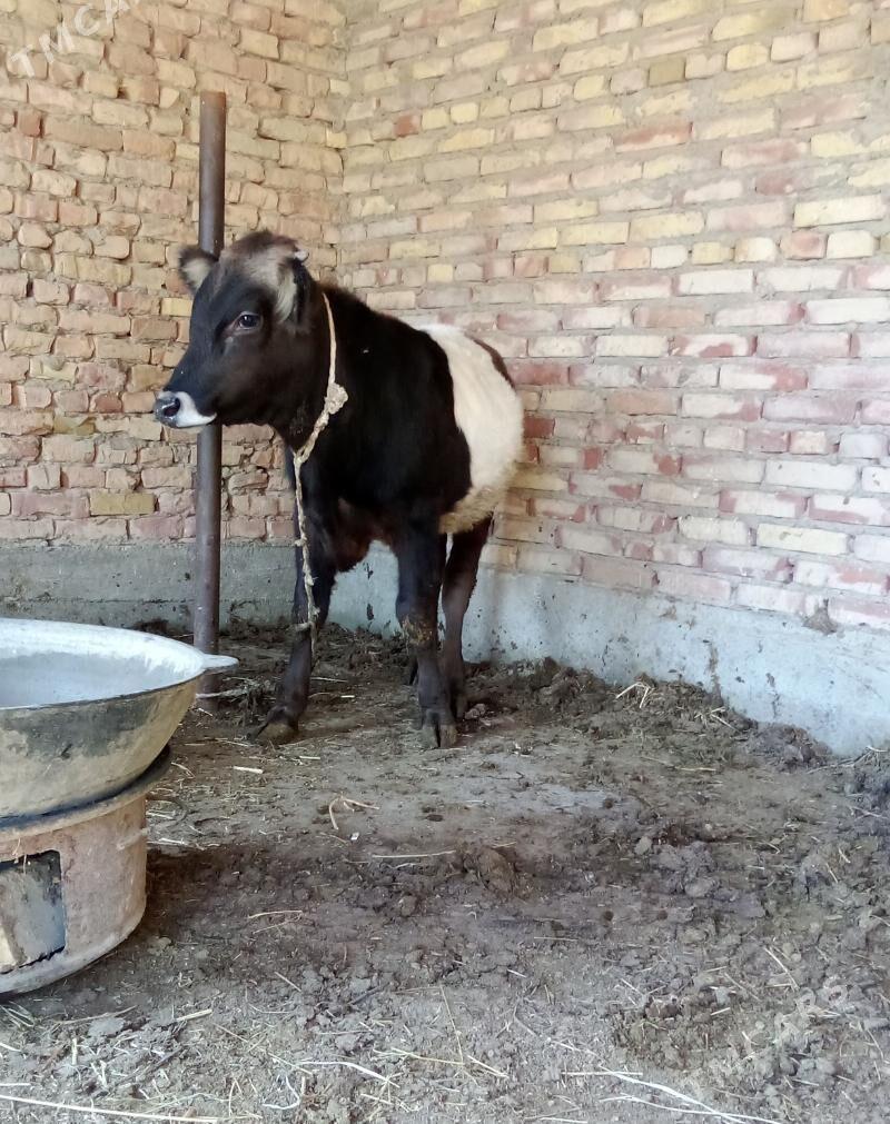 Tohum Öküz Gibrit 9 aýlyk - Gökdepe - img 9