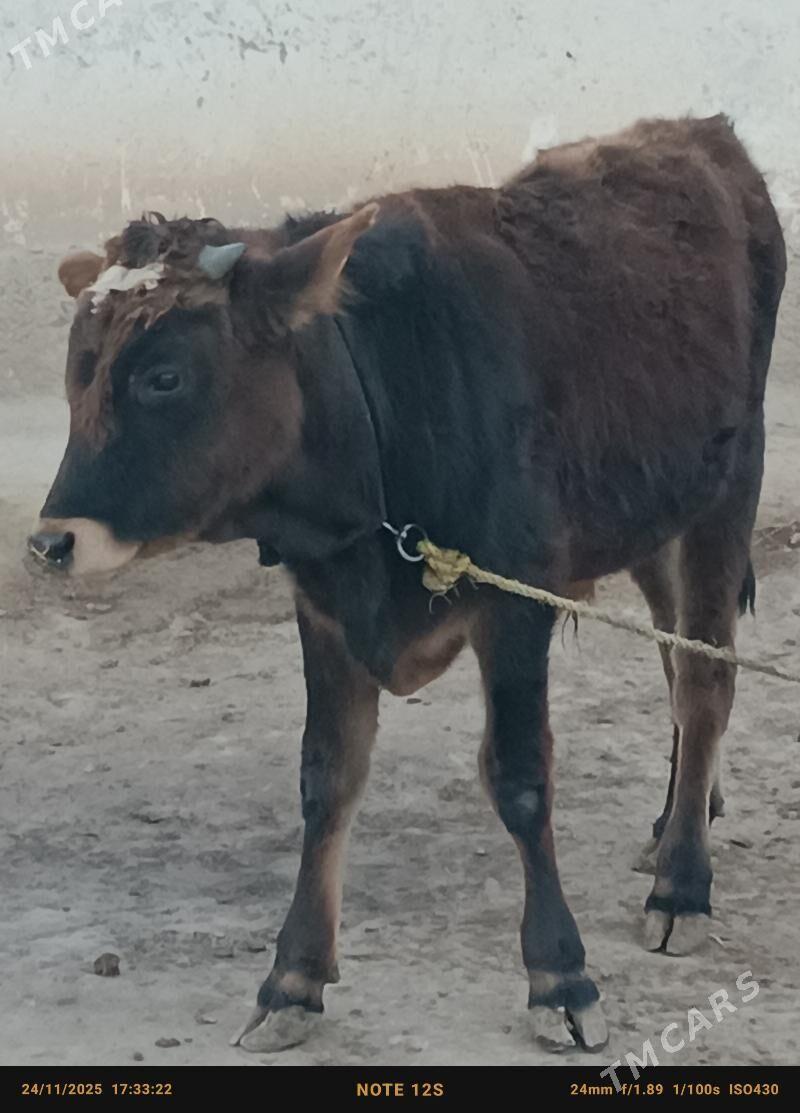 şiwes öküz - Büzmeýin - img 3