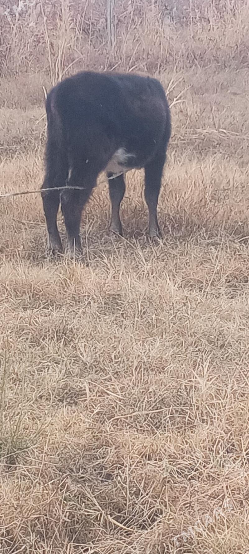 tuwe - Gökdepe - img 4