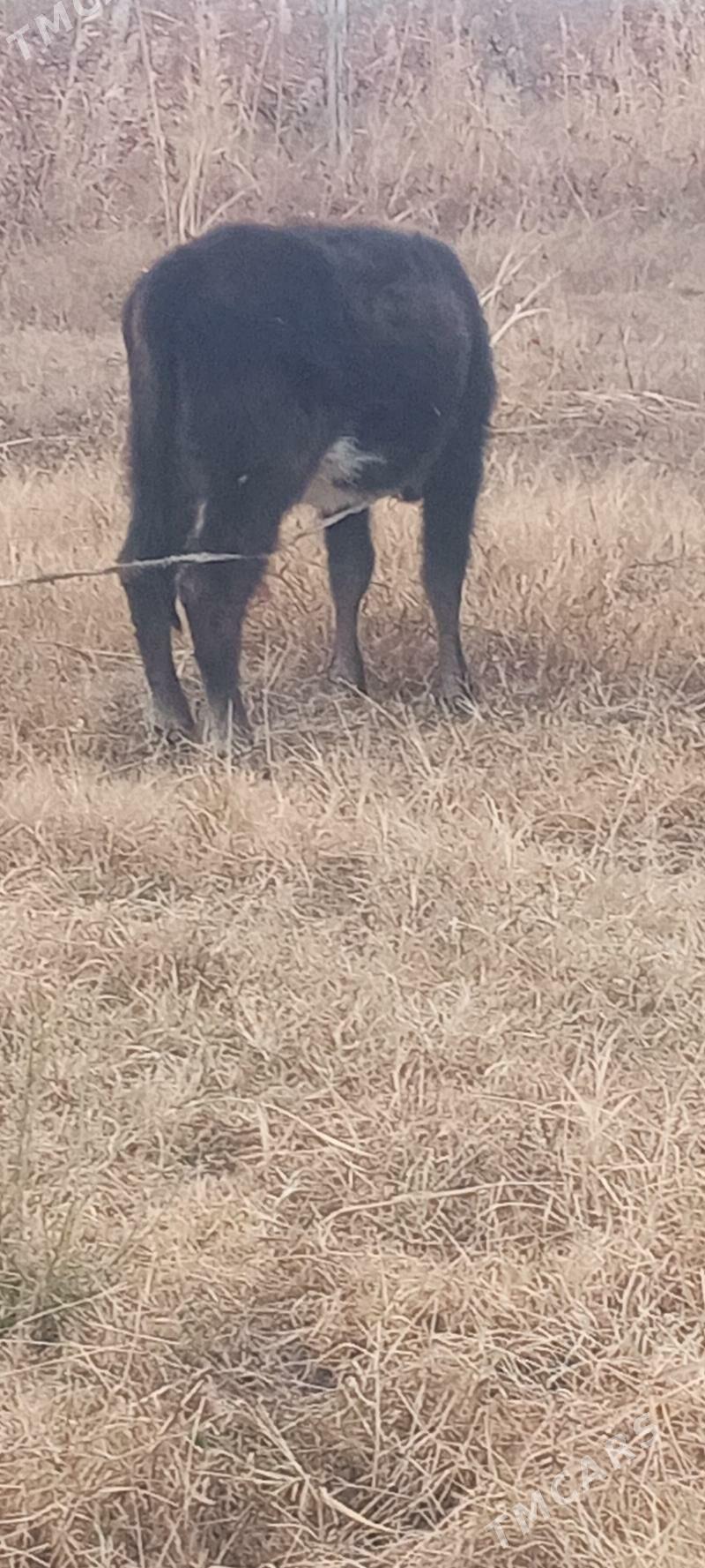 tuwe - Gökdepe - img 5