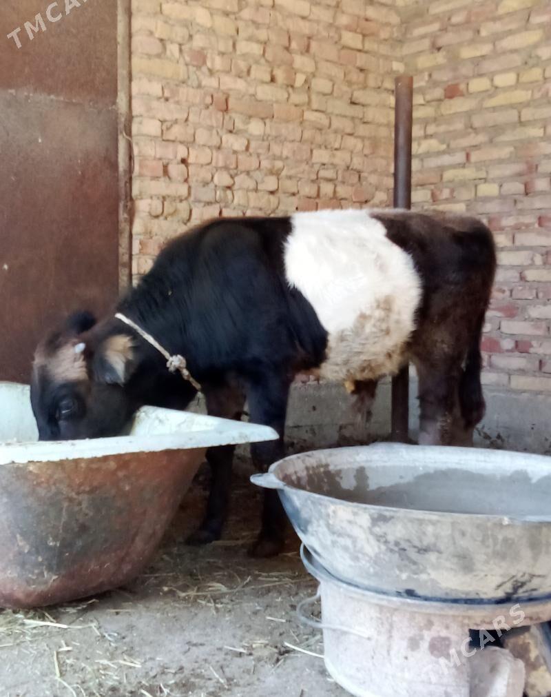 Tohum Öküz Gibrit 9 aýlyk - Gökdepe - img 10