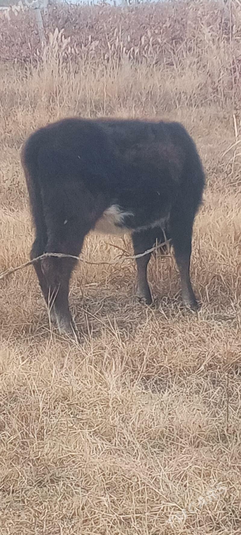 tuwe - Gökdepe - img 3