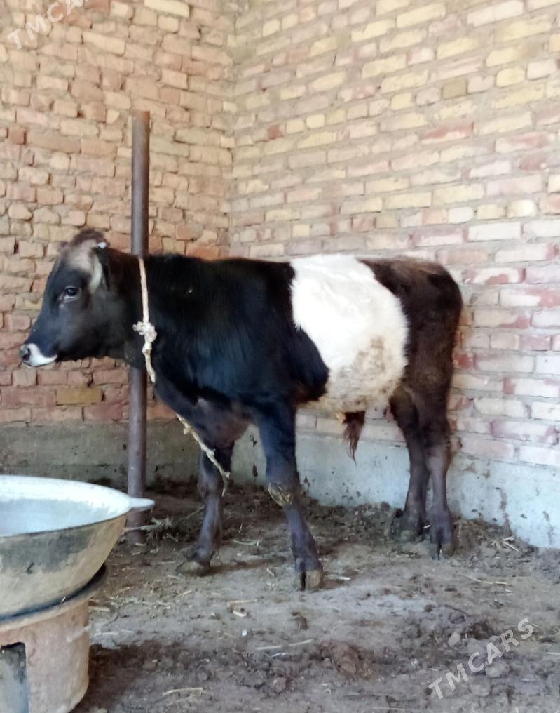 Tohum Öküz Gibrit 9 aýlyk - Gökdepe - img 8