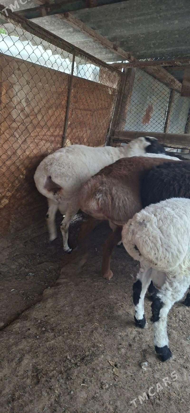 Gisar - Кипджак - img 4