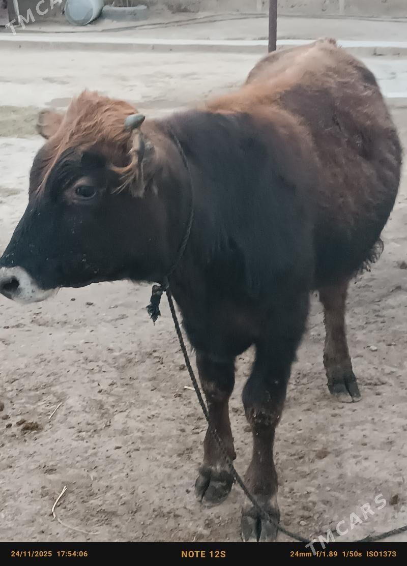 şiwes öküz - Büzmeýin - img 3