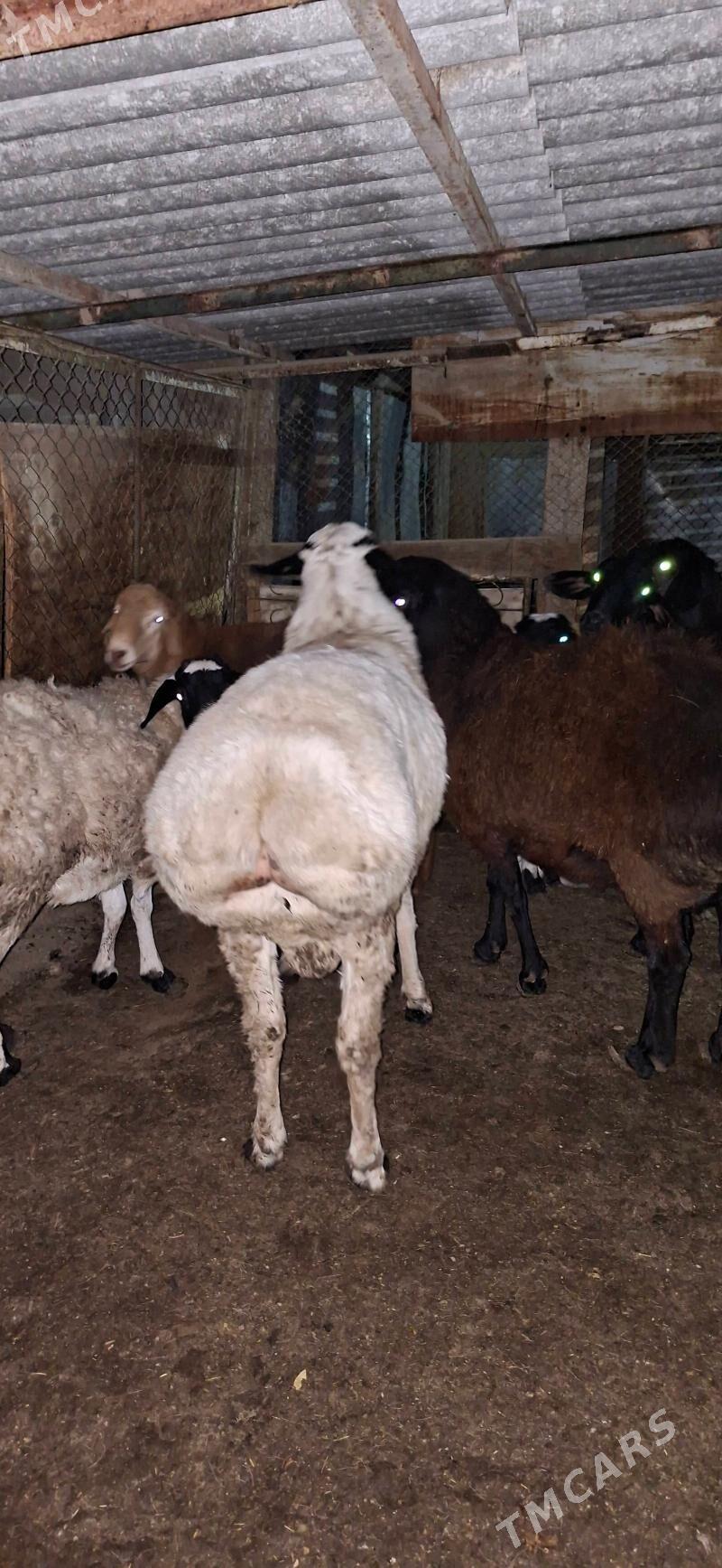 Gisar - Кипджак - img 2