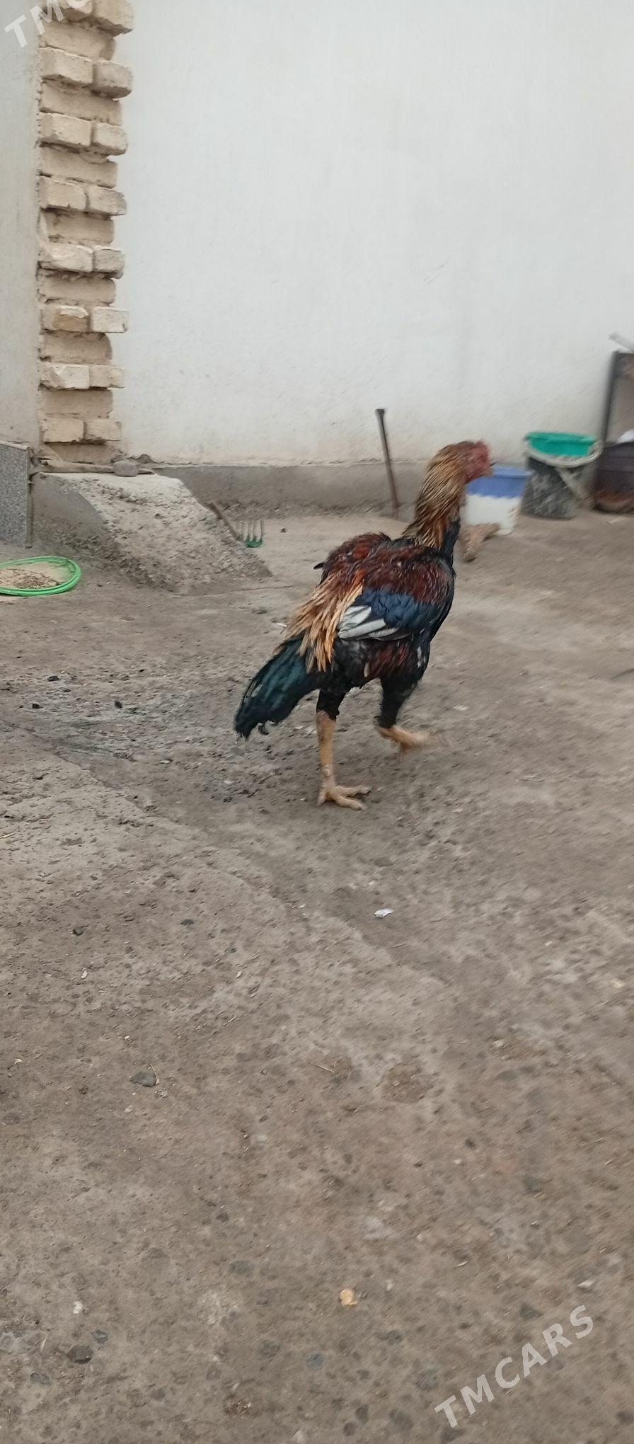 horaz - Türkmenabat - img 1