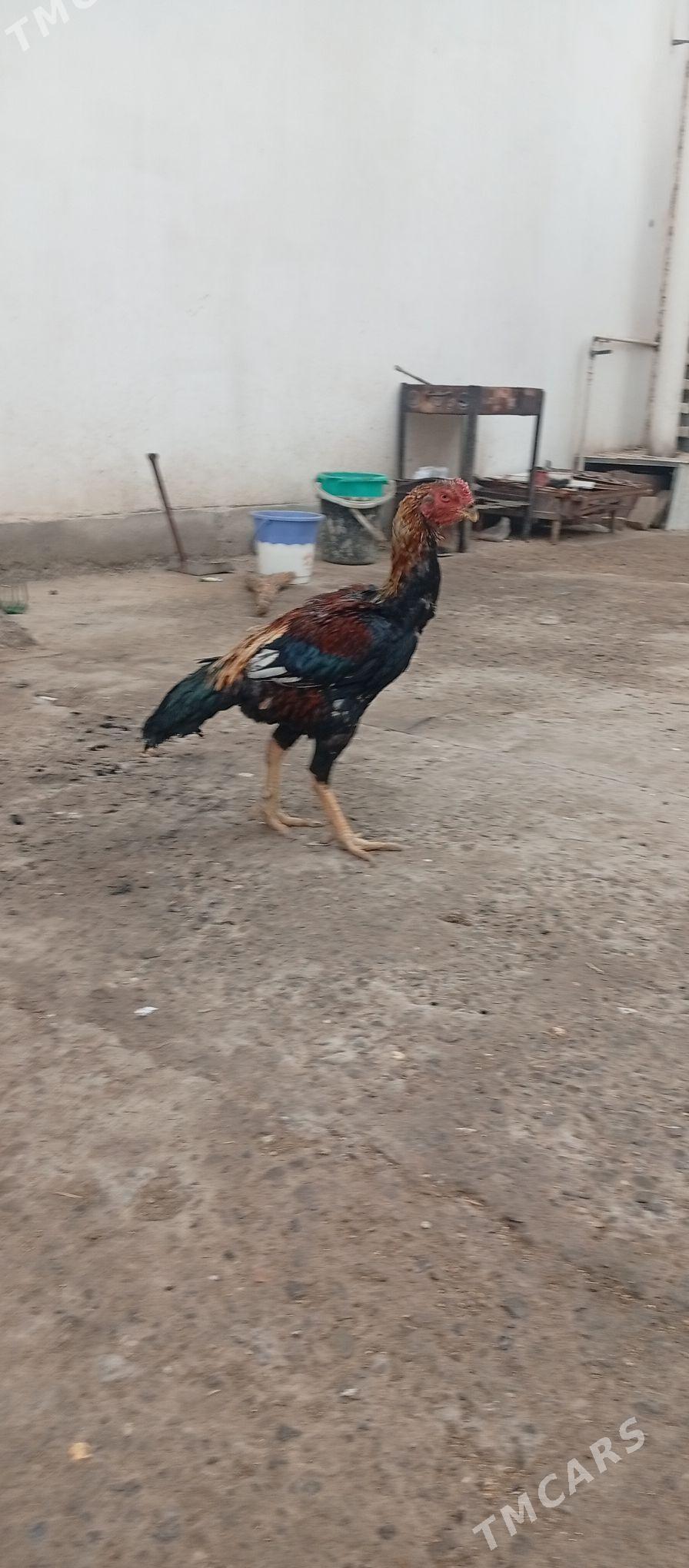 horaz - Türkmenabat - img 2