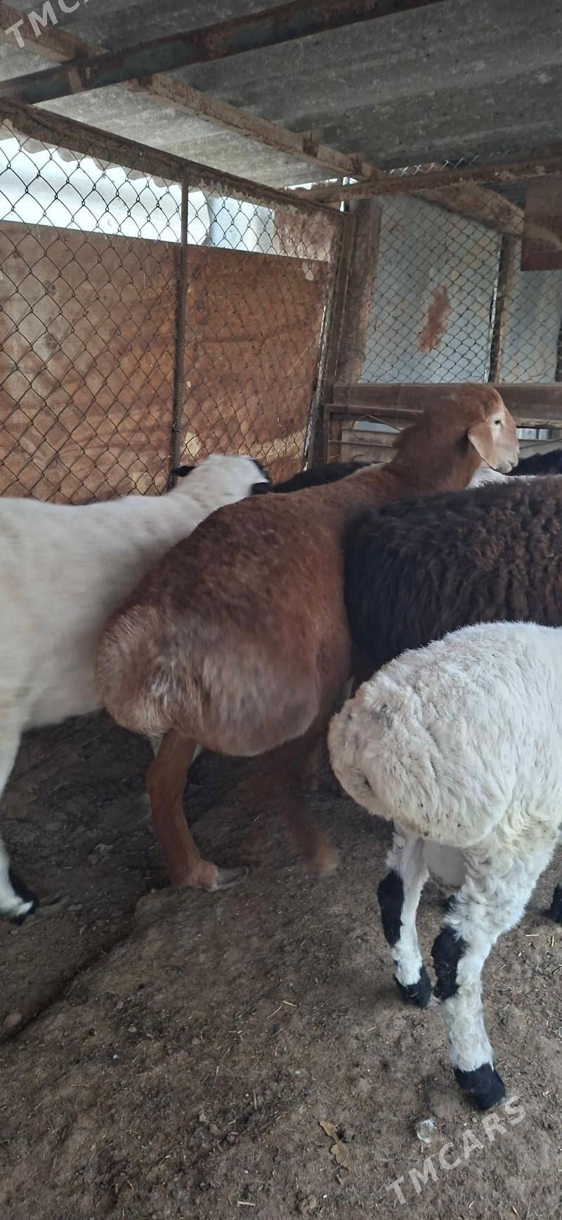 Gisar - Кипджак - img 5