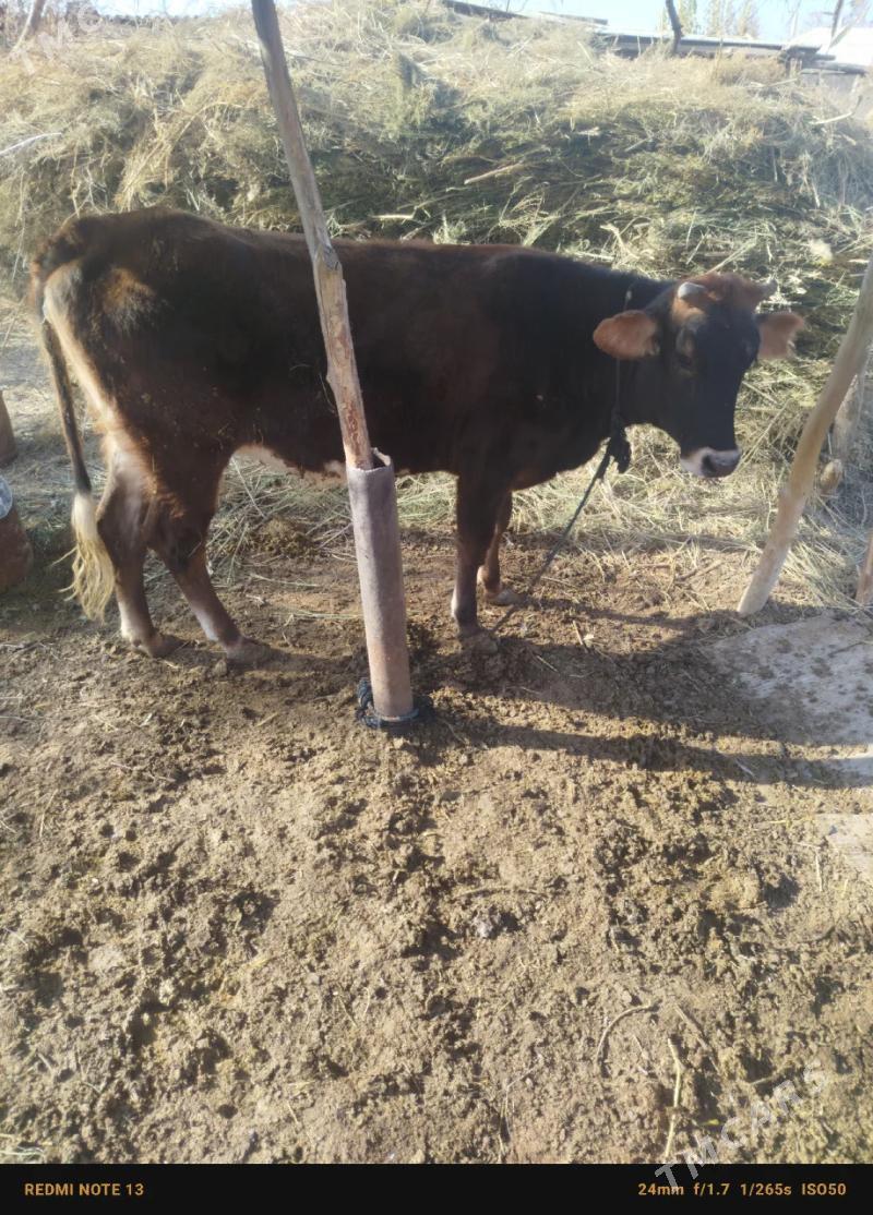 gole - Теджен - img 3