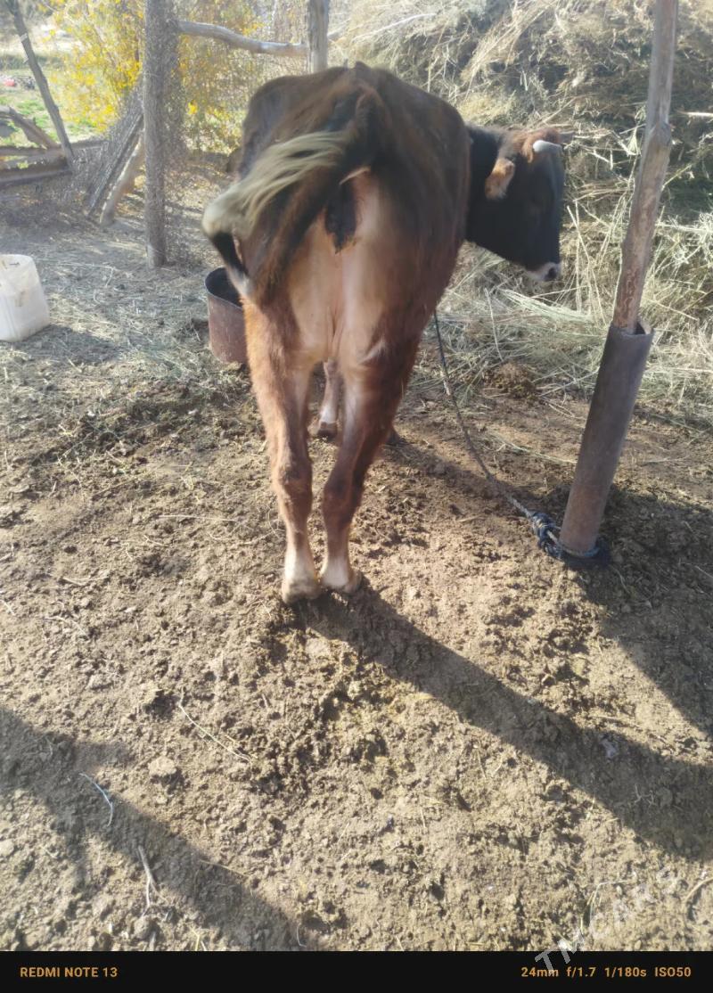 gole - Теджен - img 2