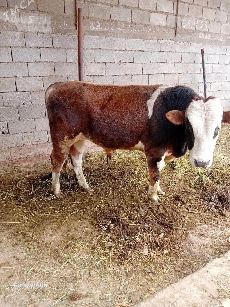 Ala Öküz - Gökje - img 5