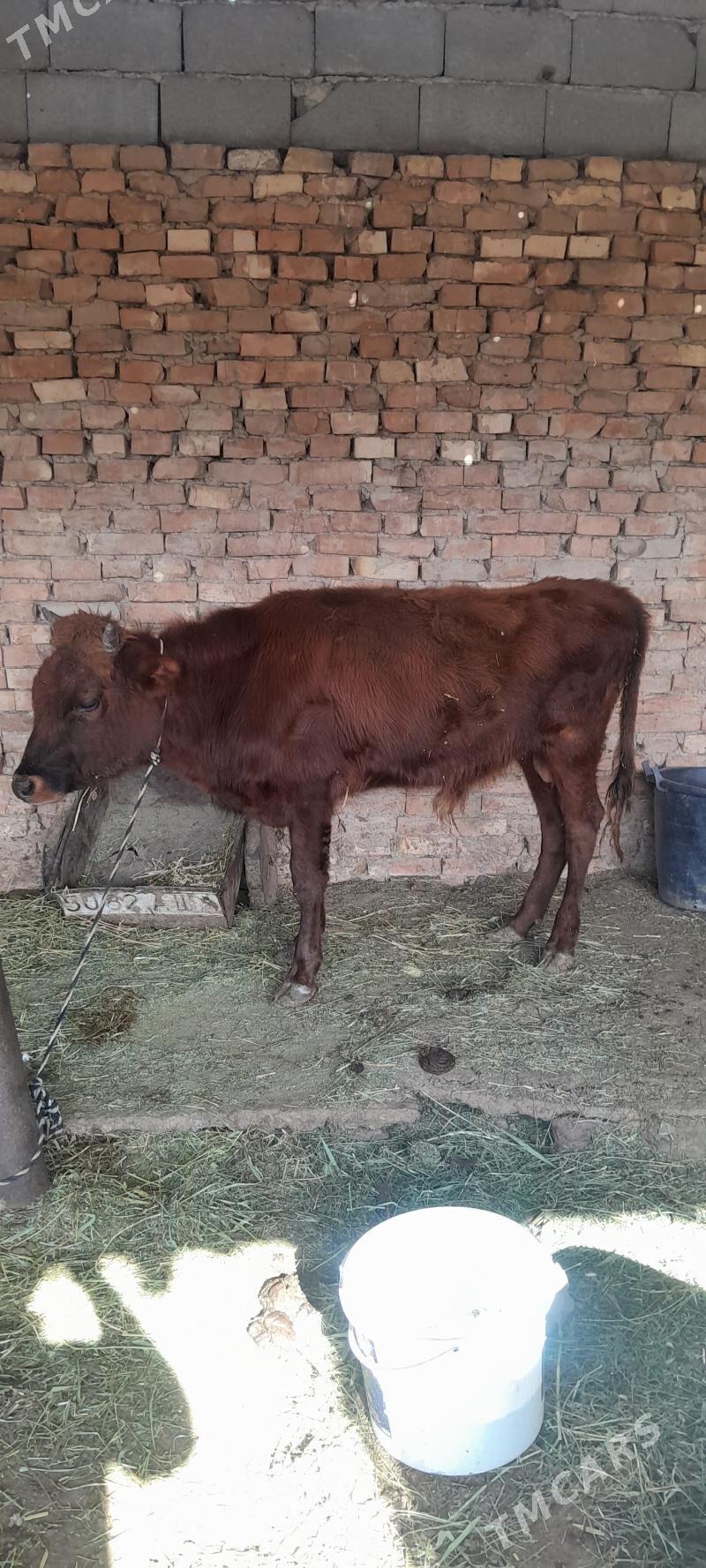 Okuz - Ак-Бугдайский этрап - img 3