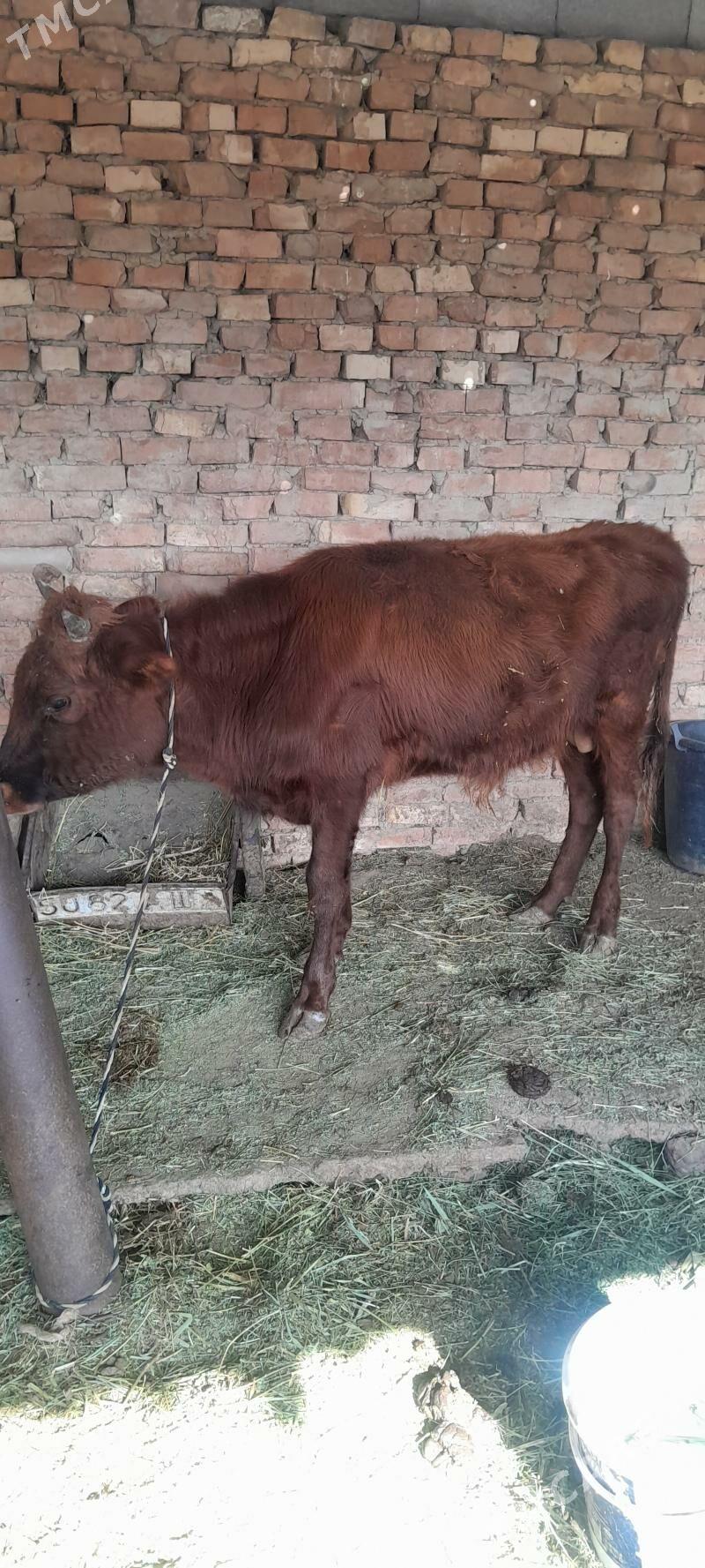 Okuz - Ак-Бугдайский этрап - img 4