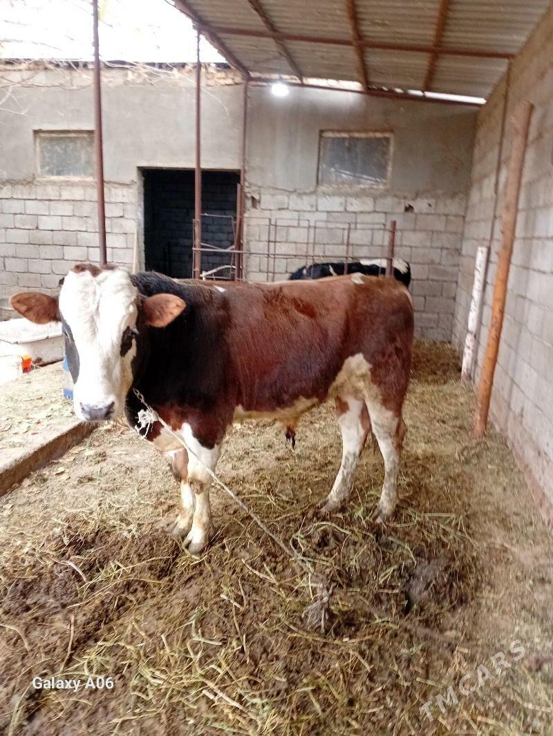 Ala Öküz - Gökje - img 4