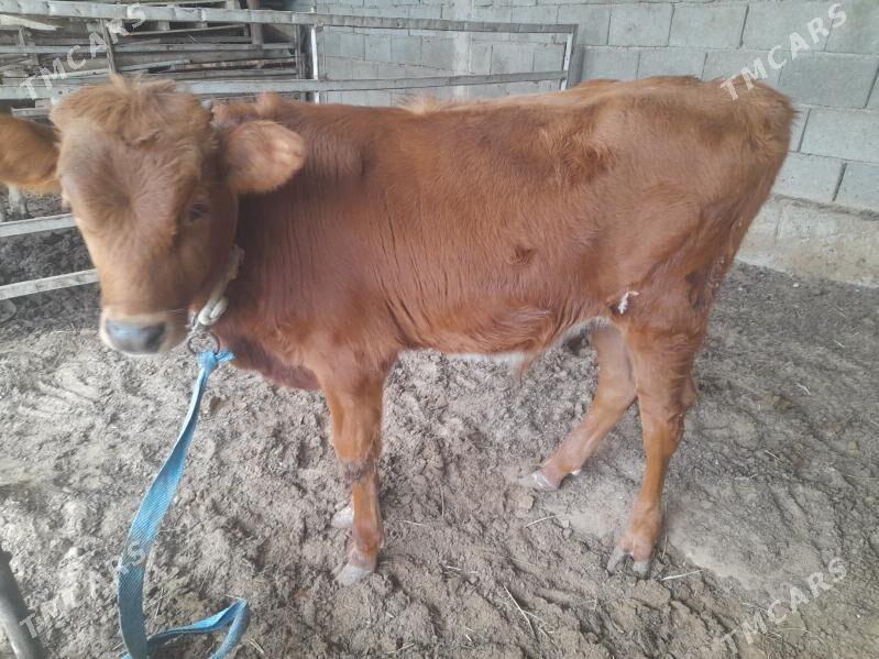 ökuz - Änew - img 2