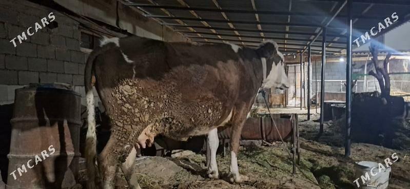 sygyr - Gökje - img 2