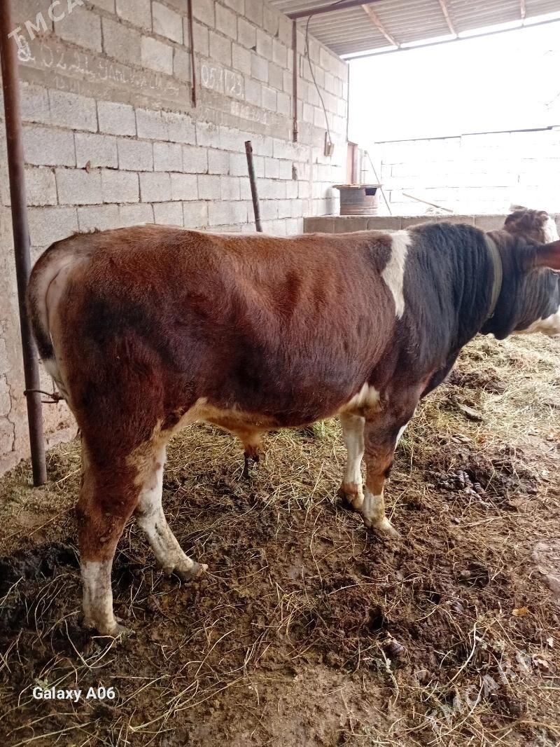 Ala Öküz - Gökje - img 2