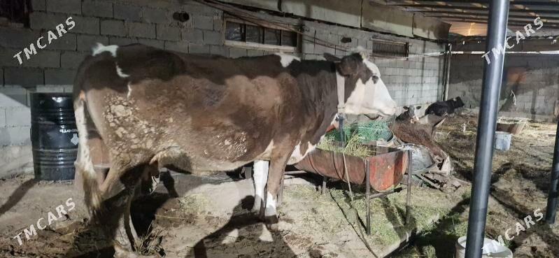 sygyr - Gökje - img 3