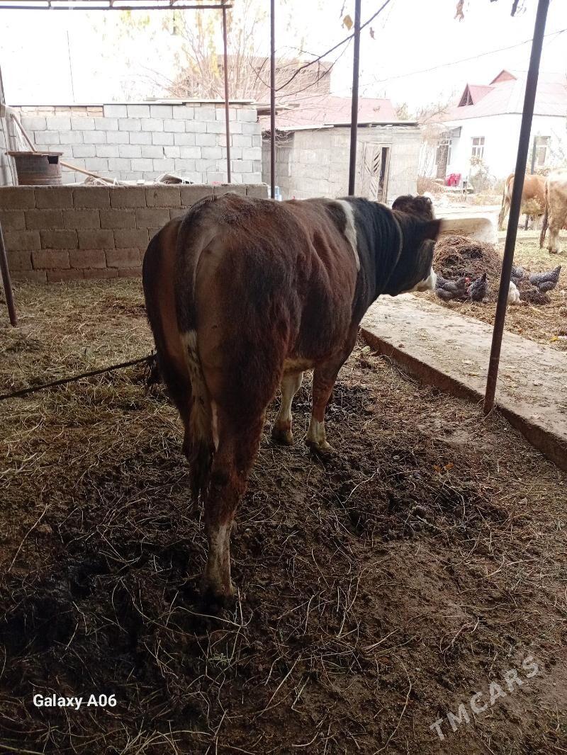 Ala Öküz - Gökje - img 3