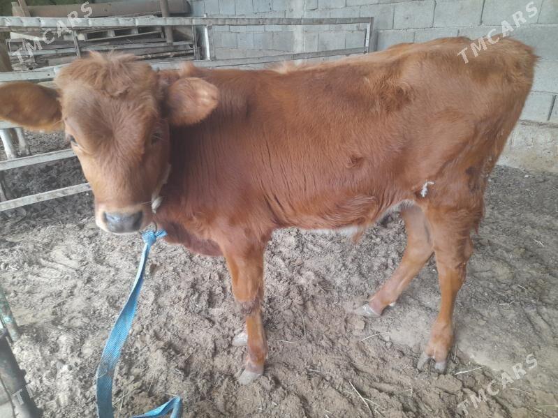 ökuz - Änew - img 3