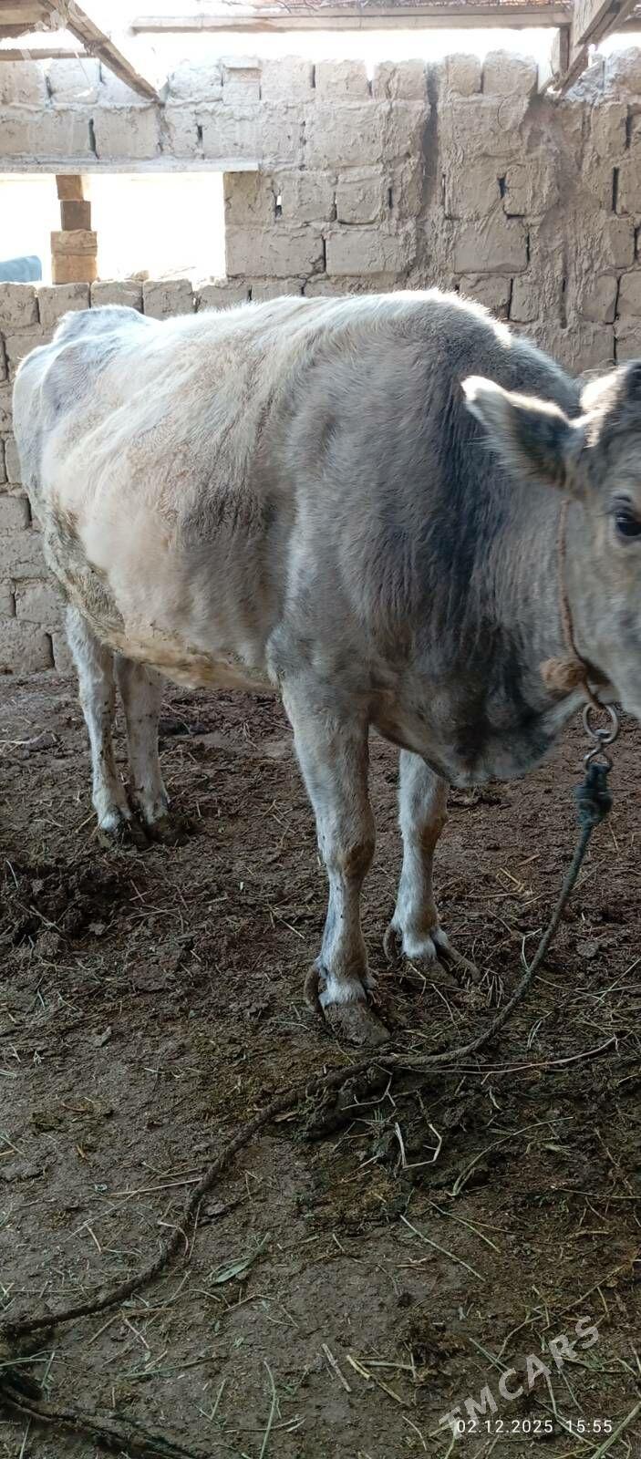 sygyr - Bäherden - img 2